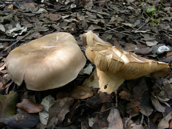 612 Marzo vecchio ritrovamento